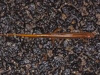 MG 3029c  Northern Two-lined Salamander (Eurycea bislineata)